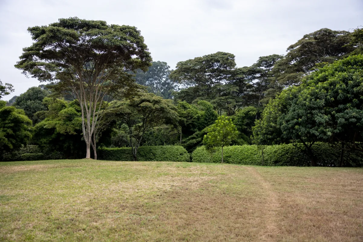 Tall trees of different shapes standing together at the edge of a grass clearing