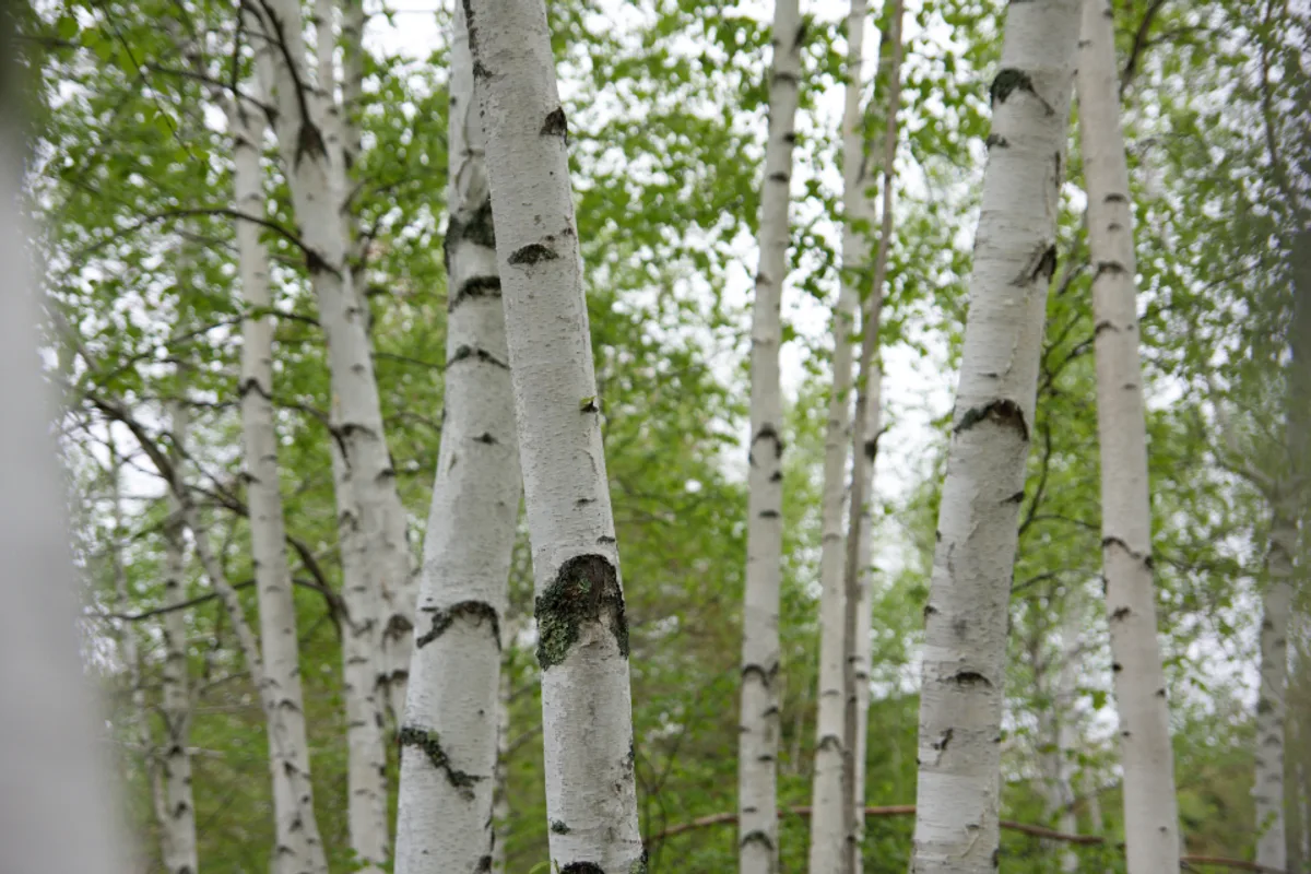 White birch trunks among fresh green spring leaves